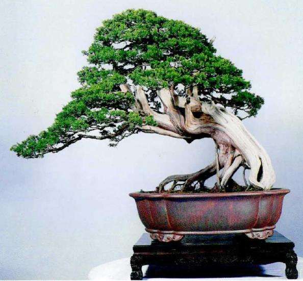 武汉屹苑盆景文化艺术博物馆主 曹志振