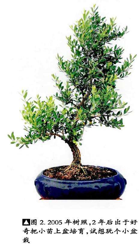 图解 韩学年20年怎么制作黄杨盆景的过程