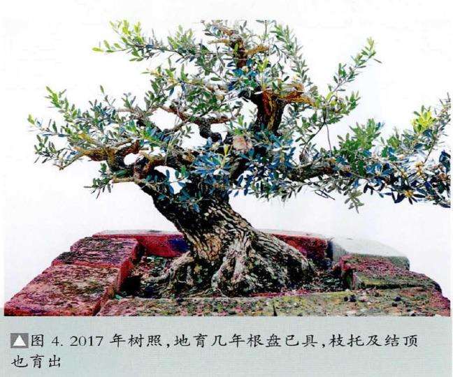 图解 韩学年20年怎么制作黄杨盆景的过程