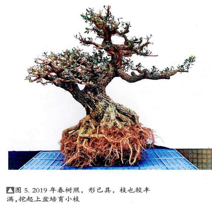 图解 韩学年20年怎么制作黄杨盆景的过程