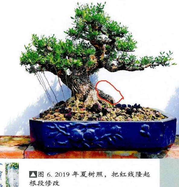 图解 韩学年20年怎么制作黄杨盆景的过程