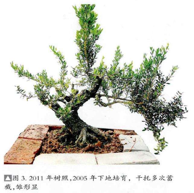 图解 韩学年20年怎么制作黄杨盆景的过程