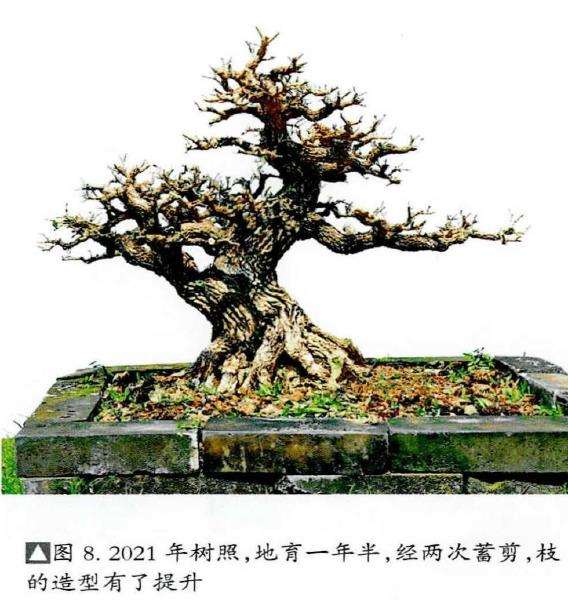 图解 韩学年20年怎么制作黄杨盆景的过程