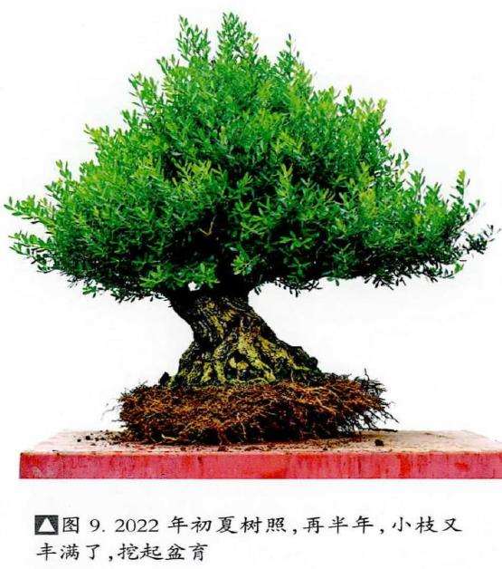 图解 韩学年20年怎么制作黄杨盆景的过程