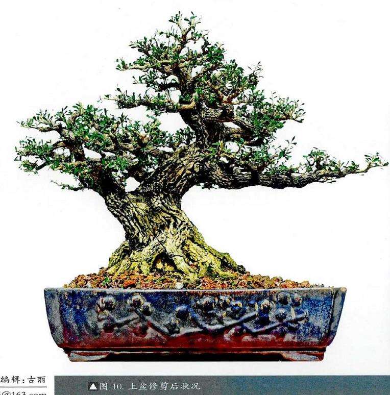 图解 韩学年20年怎么制作黄杨盆景的过程