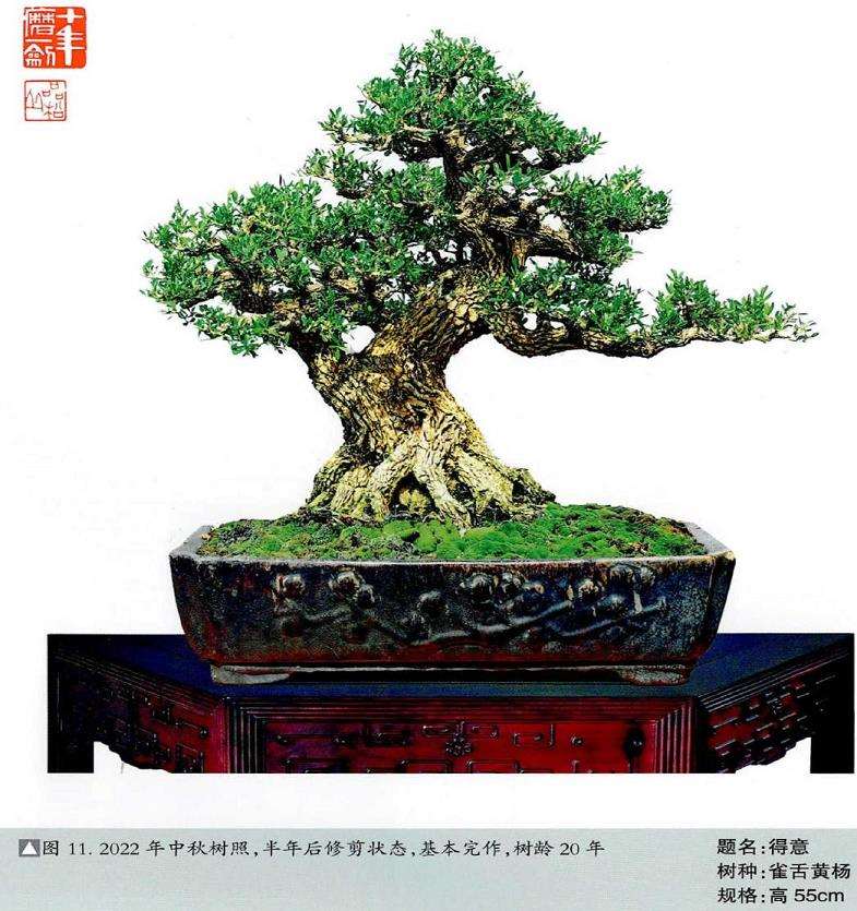 图解 韩学年20年怎么制作黄杨盆景的过程