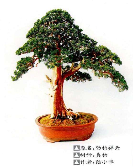 2022年 苏州苏派盆景艺术展