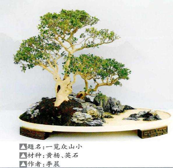 2022年 苏州苏派盆景艺术展