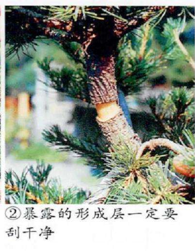 图解 五针松盆景怎么压条繁殖的6个步骤