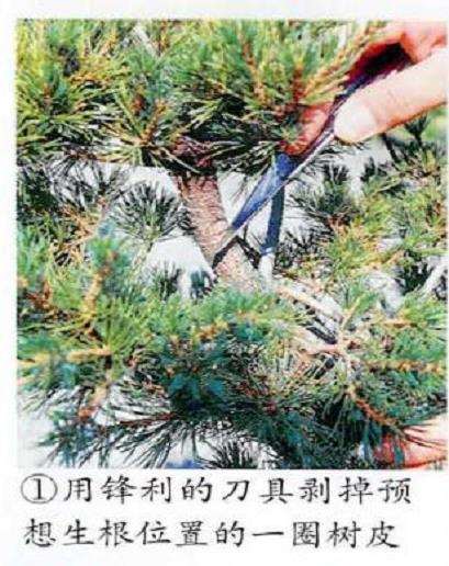 图解 五针松盆景怎么压条繁殖的6个步骤
