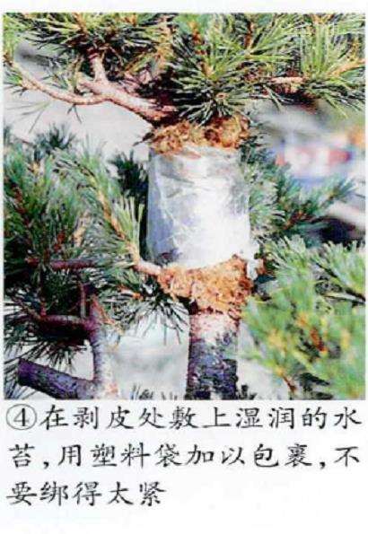 图解 五针松盆景怎么压条繁殖的6个步骤