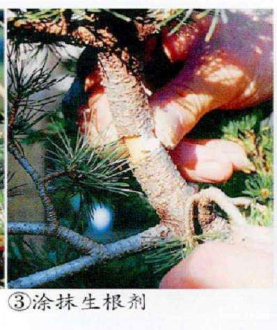 图解 五针松盆景怎么压条繁殖的6个步骤