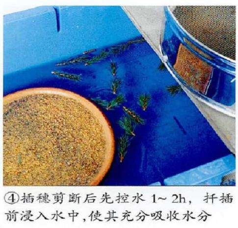 图解 五针松盆景怎么扦插繁殖的5个步骤