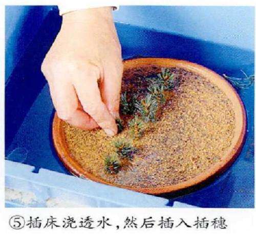 图解 五针松盆景怎么扦插繁殖的5个步骤