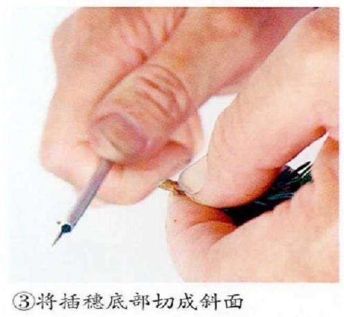 图解 五针松盆景怎么扦插繁殖的5个步骤