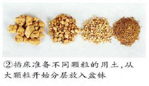 图解 五针松盆景怎么扦插繁殖的5个步骤