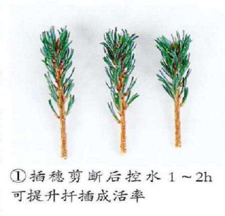 图解 五针松盆景怎么扦插繁殖的5个步骤