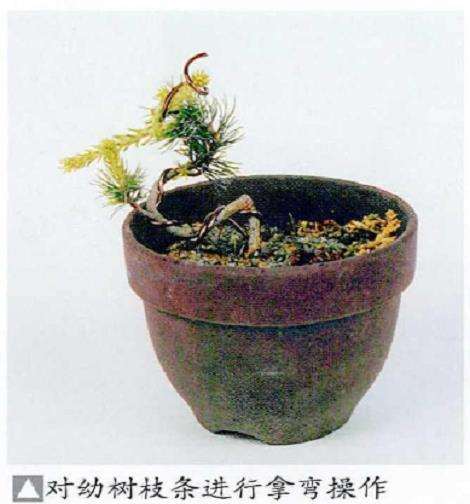 图解 五针松盆景怎么扦插繁殖的5个步骤