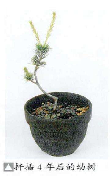 图解 五针松盆景怎么扦插繁殖的5个步骤