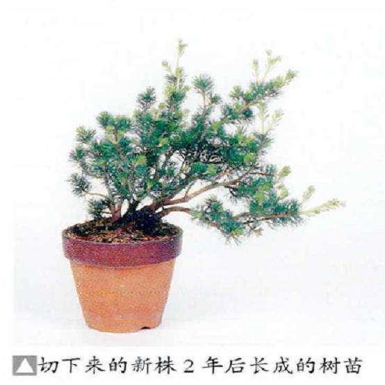 图解 五针松盆景怎么压条繁殖的6个步骤