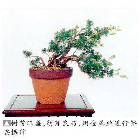 图解 五针松盆景怎么压条繁殖的6个步骤