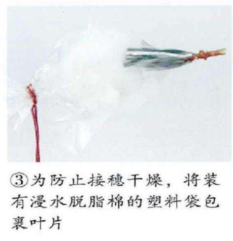 图解 五针松盆景怎么嫁接繁殖的6个步骤