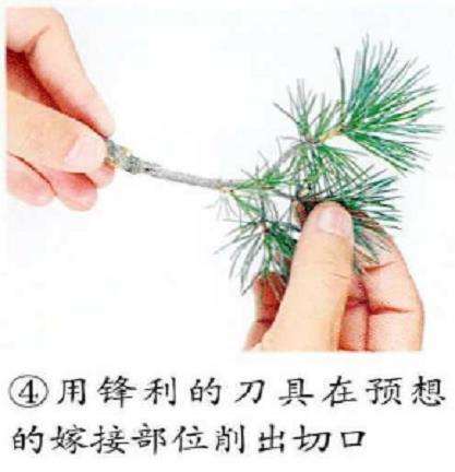 图解 五针松盆景怎么嫁接繁殖的6个步骤