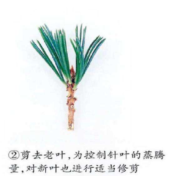 图解 五针松盆景怎么嫁接繁殖的6个步骤