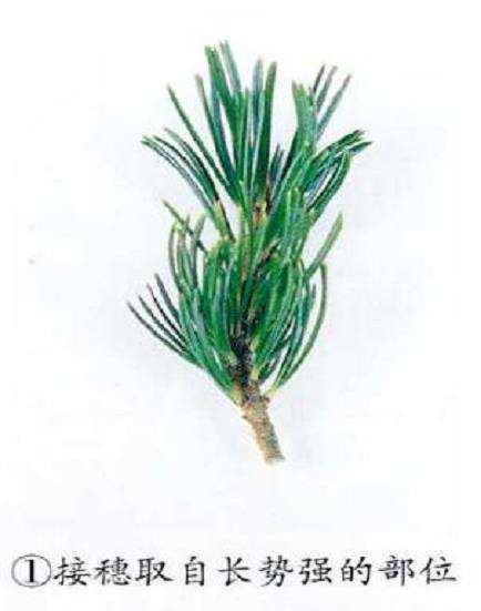 图解 五针松盆景怎么嫁接繁殖的6个步骤