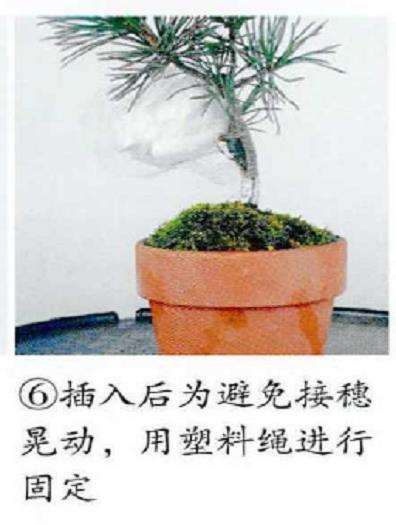 图解 五针松盆景怎么嫁接繁殖的6个步骤