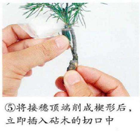 图解 五针松盆景怎么嫁接繁殖的6个步骤