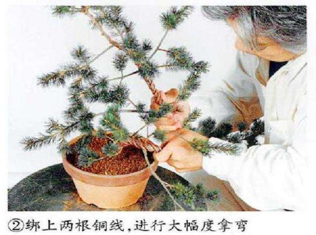 图解 五针松盆景怎么整姿的3个要点