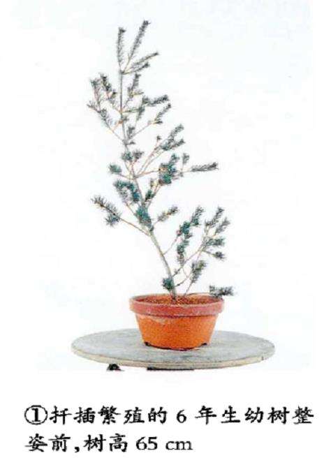 图解 五针松盆景怎么整姿的3个要点