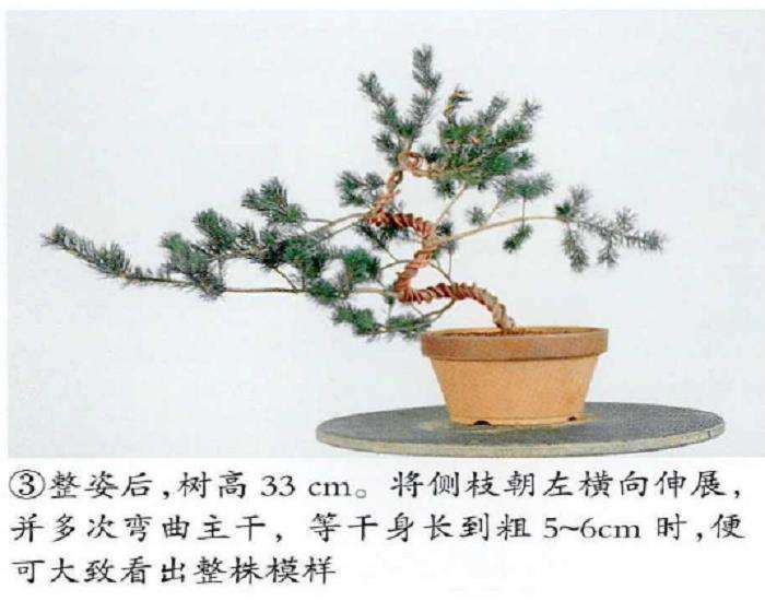 图解 五针松盆景怎么整姿的3个要点