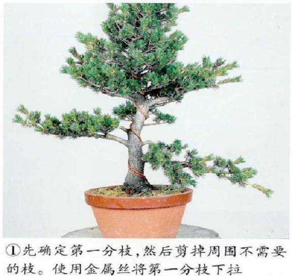 图解 五针松盆景怎么抑制下枝生长的2个步骤