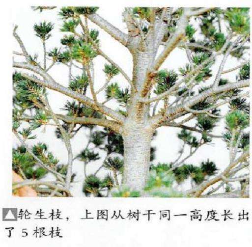 图解 五针松盆景怎么轮生枝 对生枝的处理方法