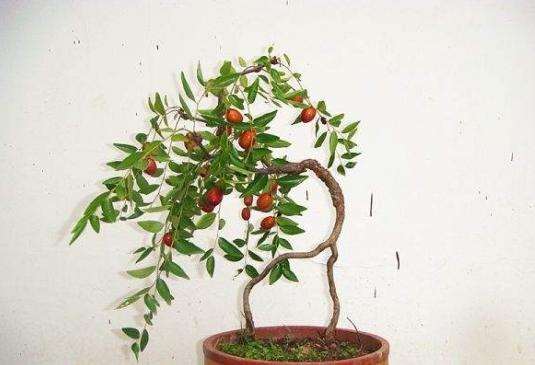 红枣盆景怎么肥水管理的3个方法