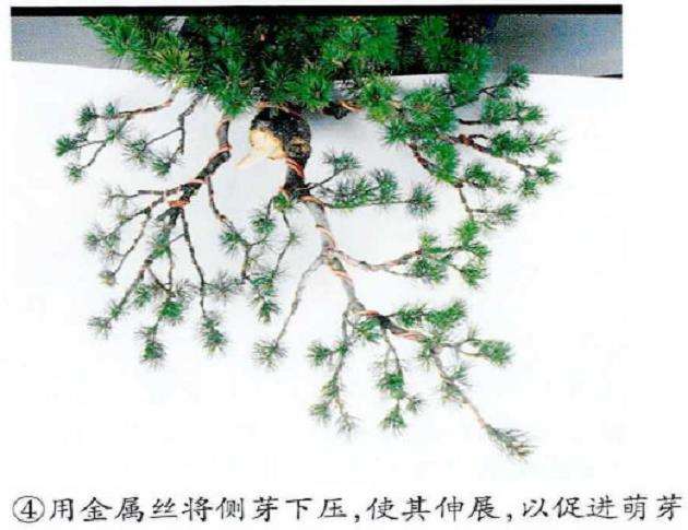 图解 五针松盆景怎么修剪造型的6个步骤