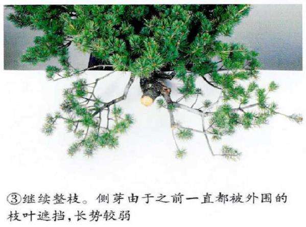 图解 五针松盆景怎么修剪造型的6个步骤