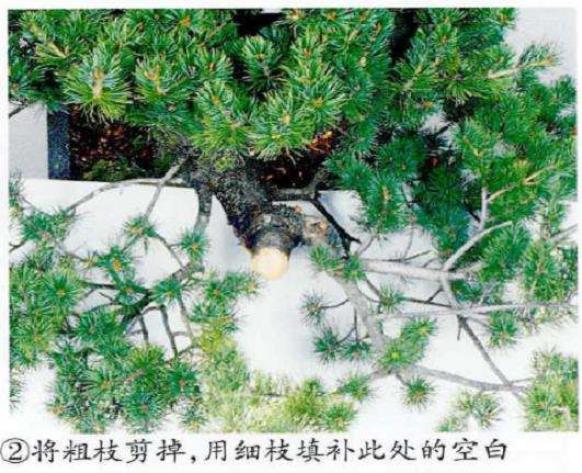 图解 五针松盆景怎么修剪造型的6个步骤