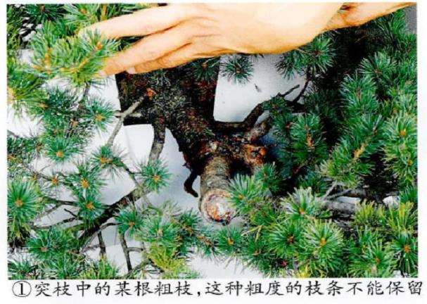 图解 五针松盆景怎么修剪造型的6个步骤