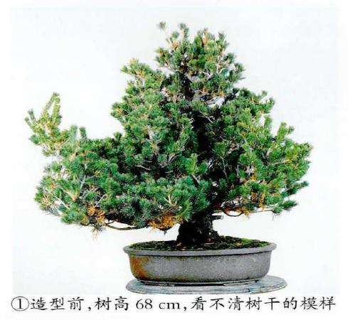 图解 五针松盆景怎么修剪造型的6个步骤