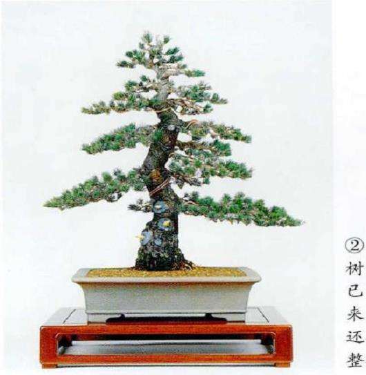图解 五针松盆景怎么修剪造型的6个步骤
