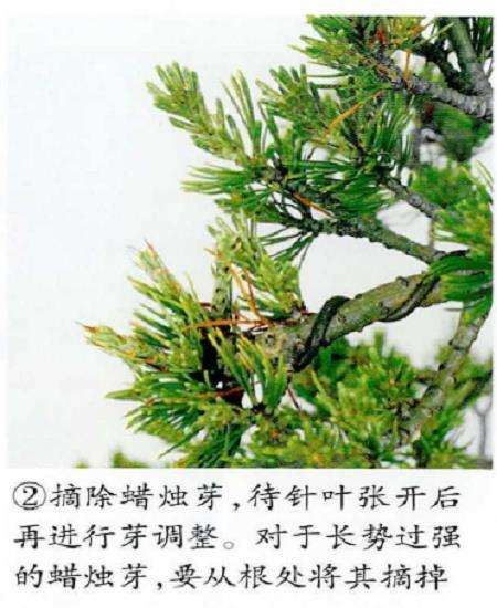 图解 五针松盆景怎么摘芽与芽调整的2个方法