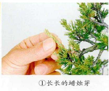 图解 五针松盆景怎么摘芽与芽调整的2个方法