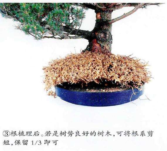 图解 五针松盆景怎么移栽的3个步骤