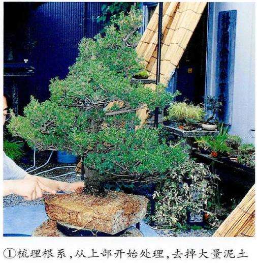 图解 五针松盆景怎么移栽的3个步骤