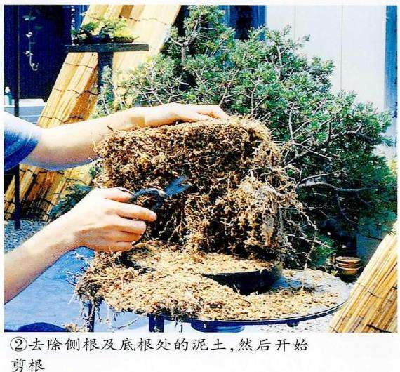 图解 五针松盆景怎么移栽的3个步骤