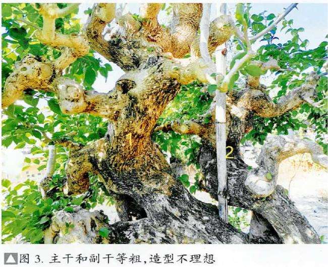 图解 盆景精华枝干怎么增粗的3个方法