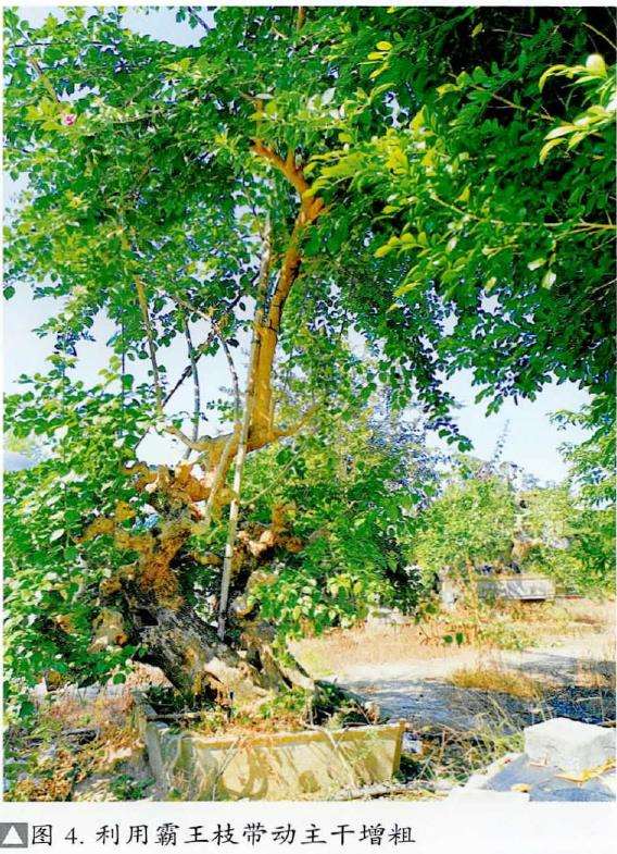 图解 盆景精华枝干怎么增粗的3个方法